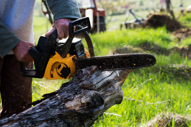 How Our Tree Care Process Works  in  Slater Marietta, SC